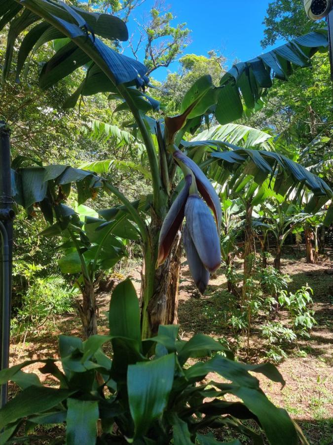 Calathea Lodge Monteverde Exteriör bild